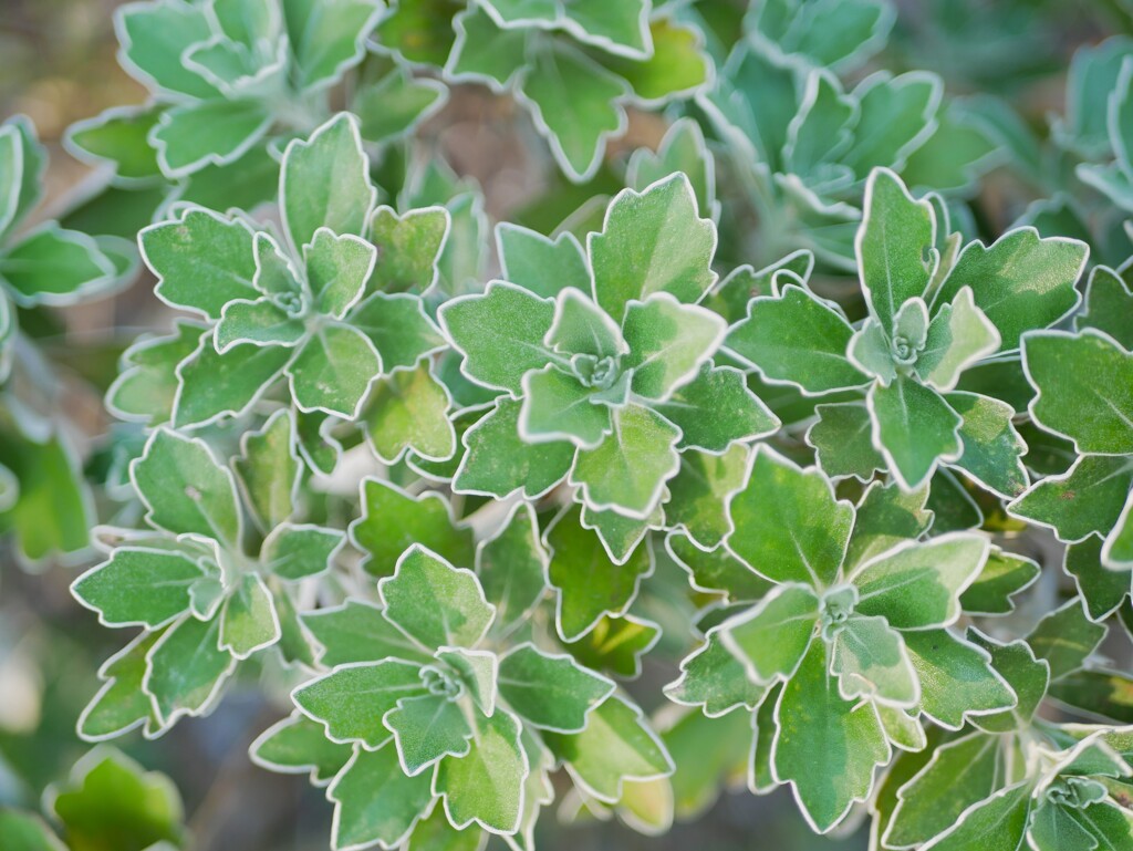 Leaf