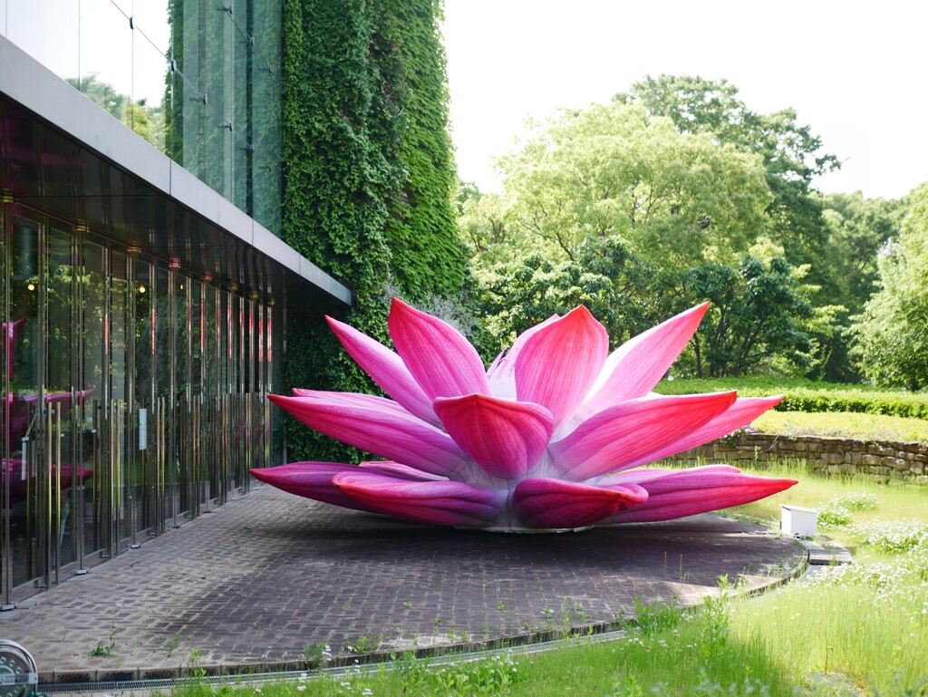 スイレンの花が咲きました