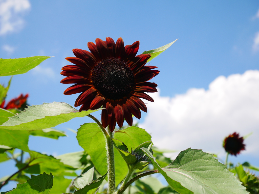 日焼けしちゃいました