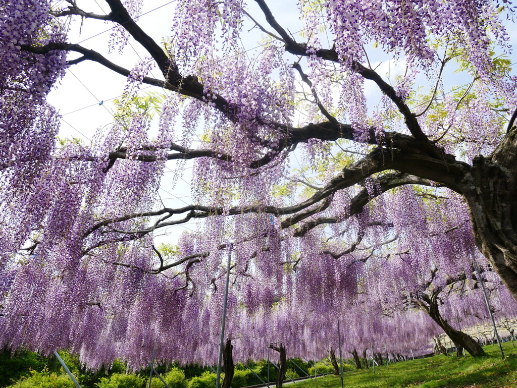 降りそそぐ