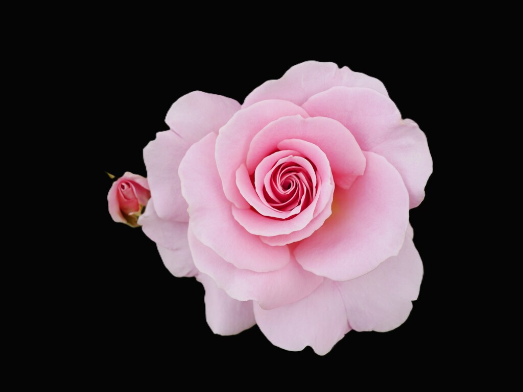 バラ 3