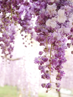八重の藤の花