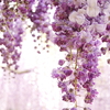 八重の藤の花