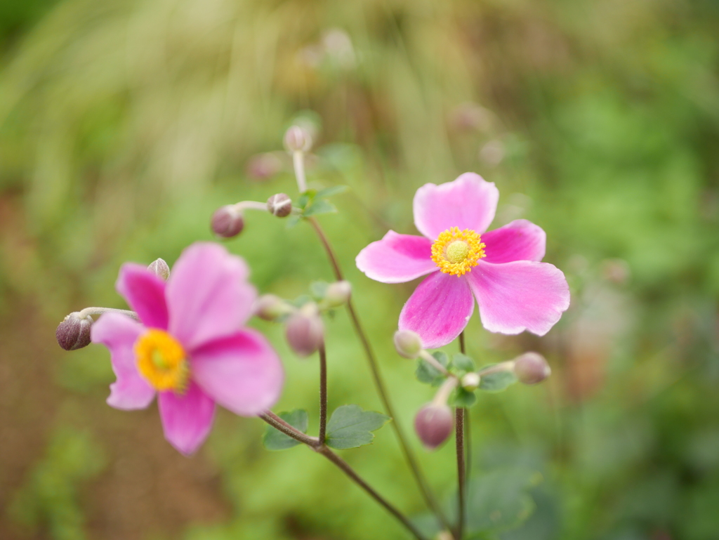 ピンクの秋明菊