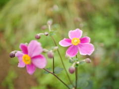 ピンクの秋明菊