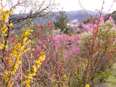 花咲き乱れる春