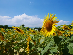 ひまわりも夏バテ