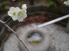 白梅