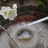 白梅