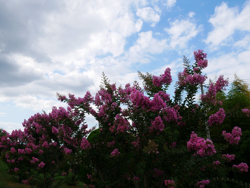 夏の空と夏の花