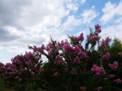 夏の空と夏の花