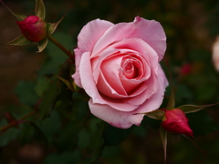 冬の薔薇 3
