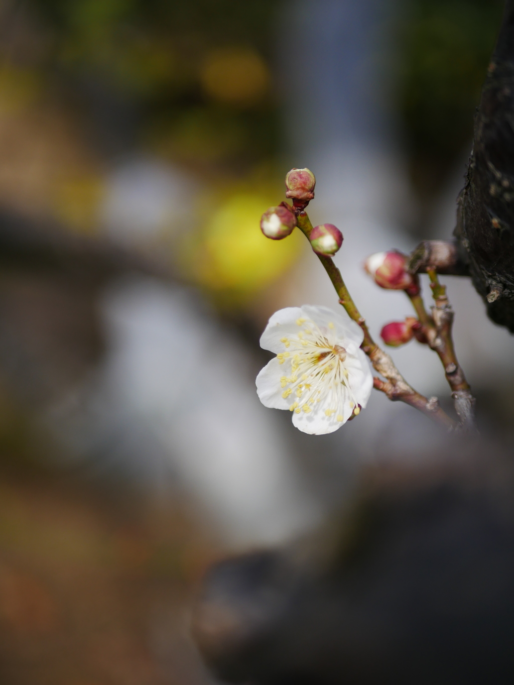 今年初めての白梅