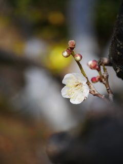 今年初めての白梅
