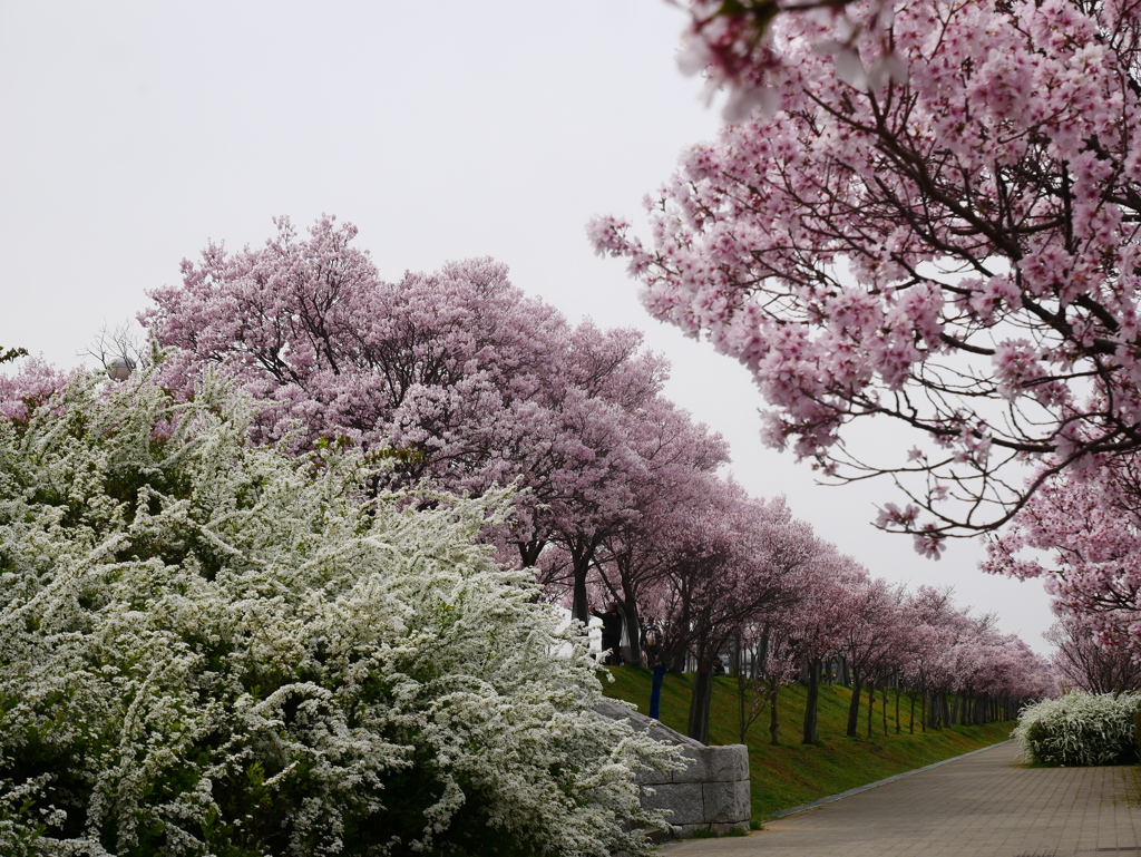桜花爛漫