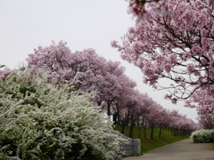 桜花爛漫