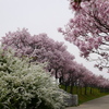 桜花爛漫