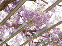 見上げれば藤の花