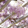 見上げれば藤の花