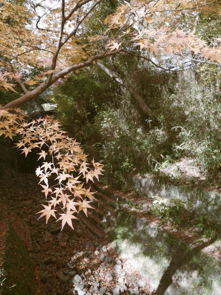 人知れず秋色に染まる