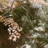 人知れず秋色に染まる