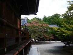 境内の百日紅