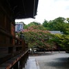 境内の百日紅