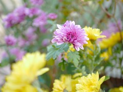 日本の花