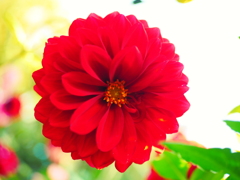 真っ赤なダリア