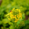 菜の花畑でお仕事中