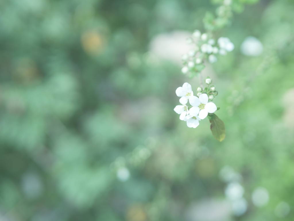 ユキヤナギ