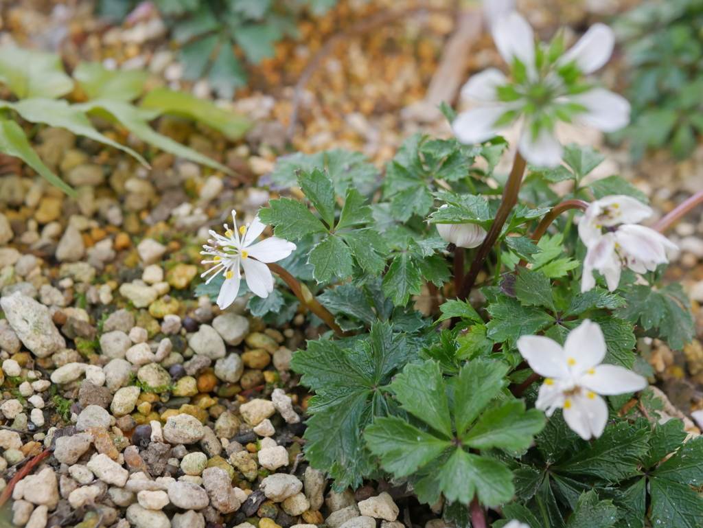 バイカオウレン