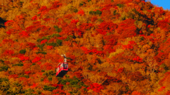 雲仙紅葉を空中散歩