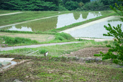 田園風景
