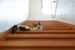 ヒエラルキー