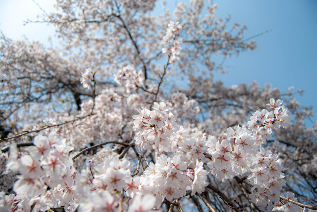 桜を浴びる