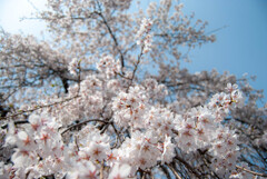 桜を浴びる