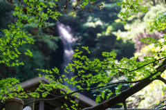 久しぶりに近所の滝へ