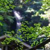久しぶりに近所の滝へ