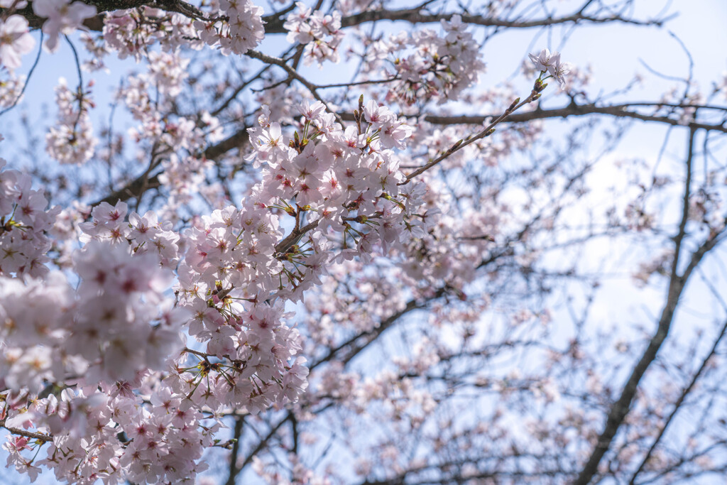 桜咲く