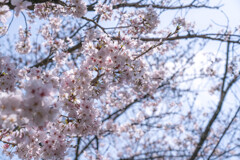 桜咲く