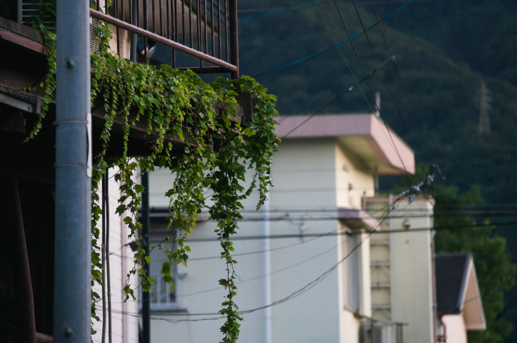 夕暮れ散歩