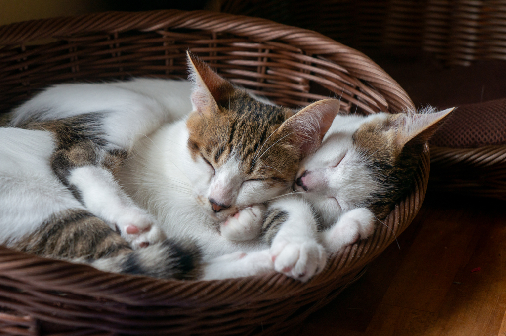 愛猫兄弟