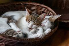 愛猫兄弟