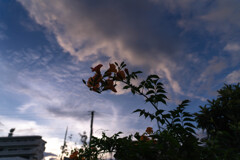 夏至の夕暮れ