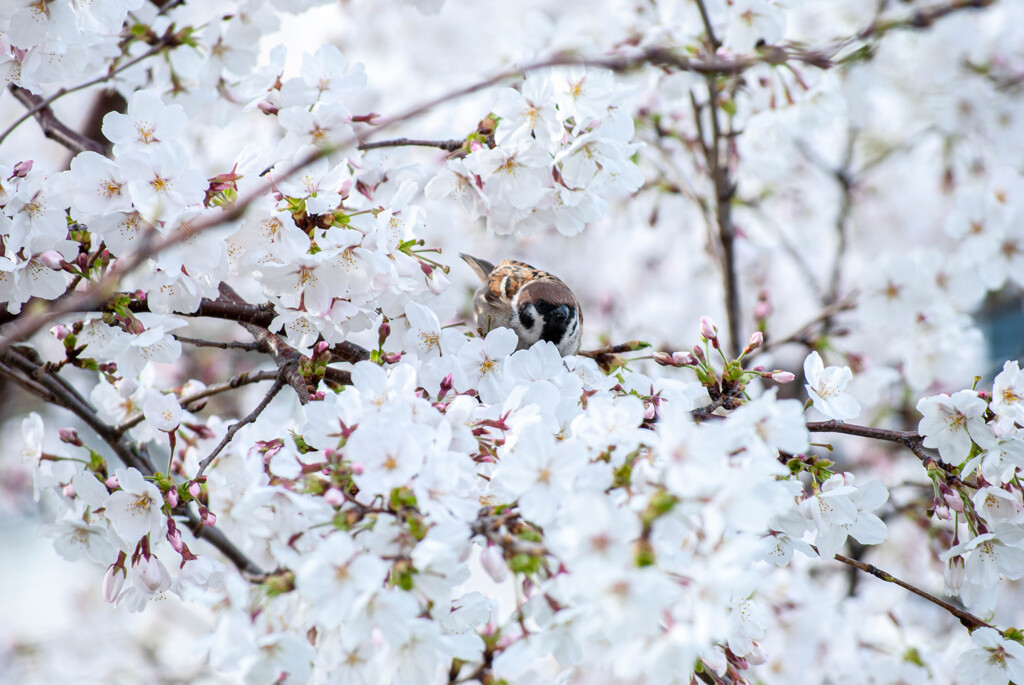 チュンと桜