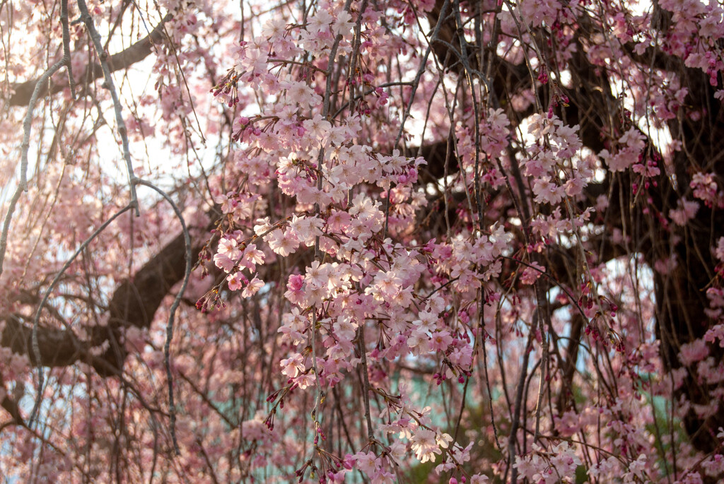 枝垂れ桜　岡崎公園