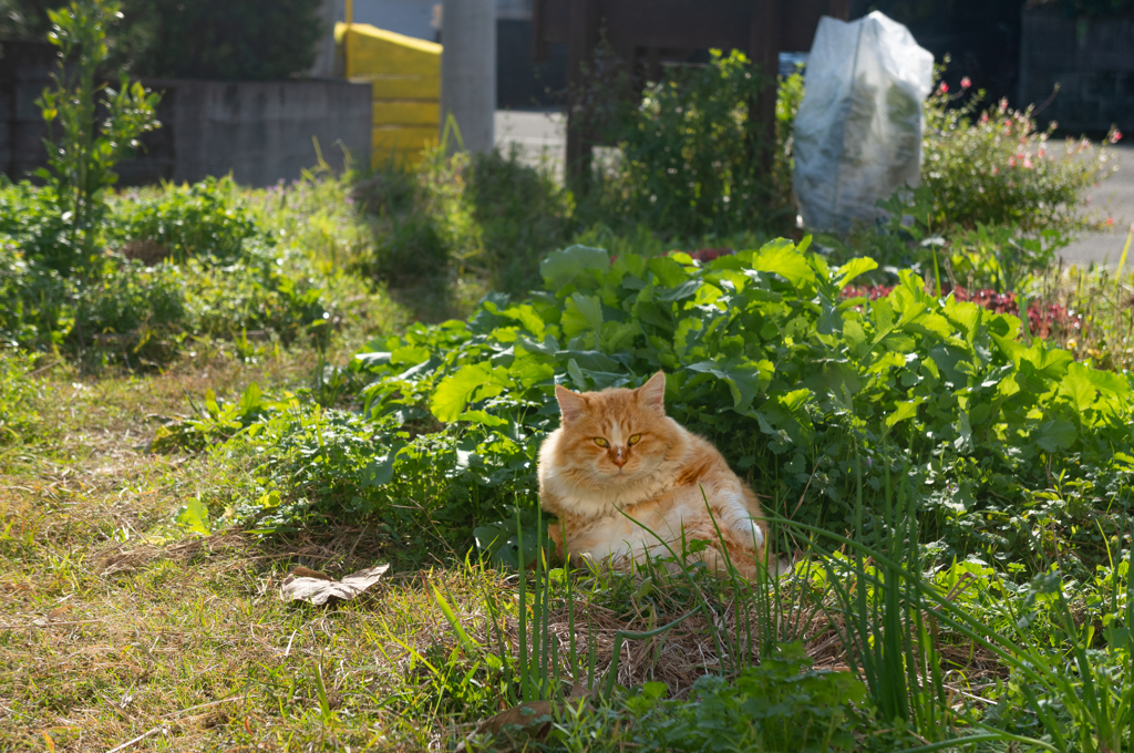 野良猫モフニャン