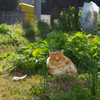 野良猫モフニャン