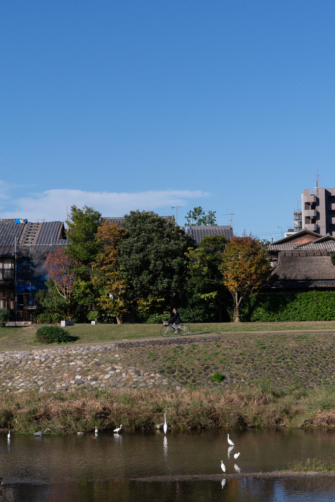 朝の鴨川